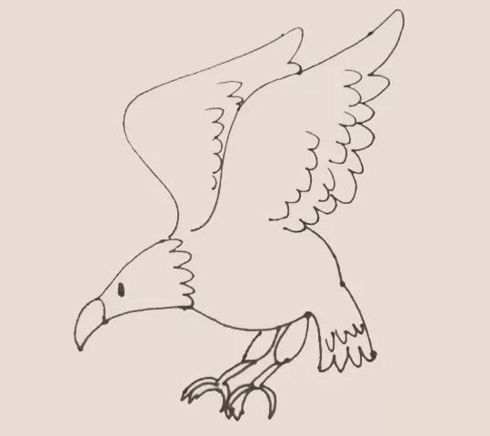 老鹰简笔画步骤教程【涂色】