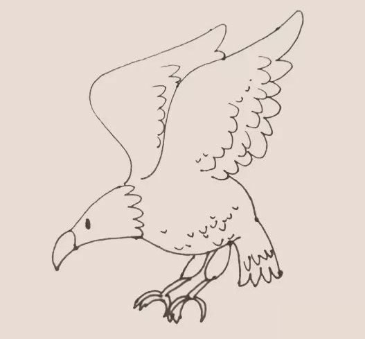 老鹰简笔画步骤教程【涂色】