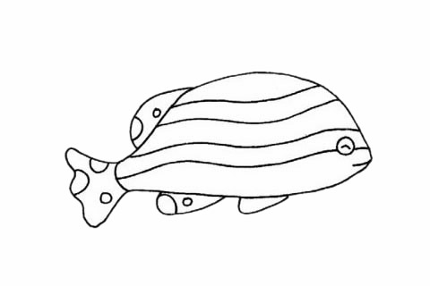 斑马鱼简笔画步骤教程