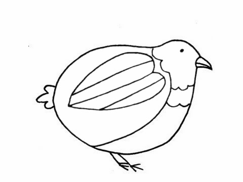 简单的鹌鹑怎么画