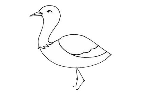 鸨鸟简笔画步骤教程