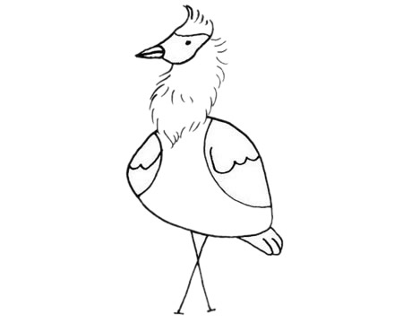关于鸨鸟的简笔画