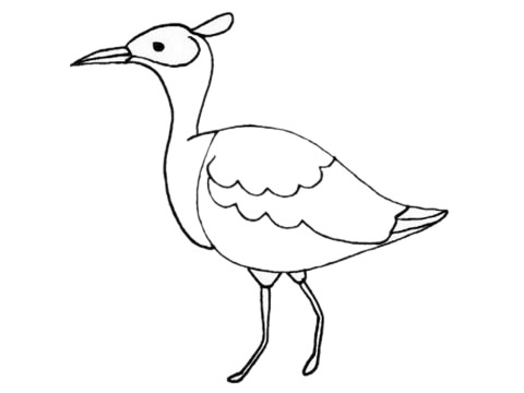 鸨鸟儿童简笔画