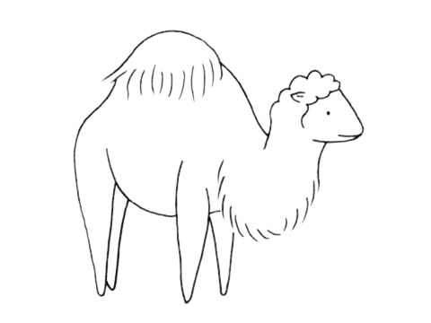 关于单峰驼的简笔画