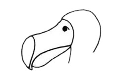 渡鸟(渡鸦)简笔画步骤教程