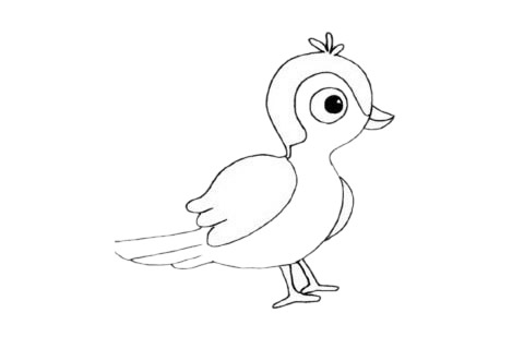可爱的小杜鹃鸟简笔画