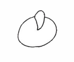 海葵简笔画步骤教程 海葵简笔画步骤教程