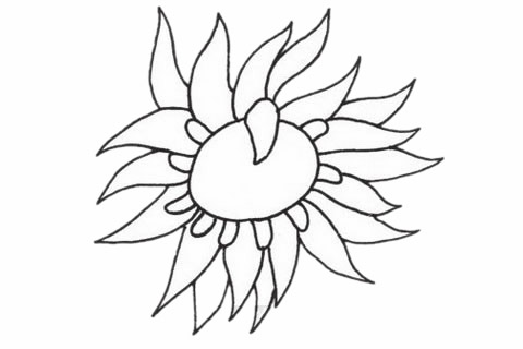 海葵简笔画步骤教程 海葵简笔画步骤教程