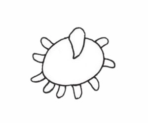 海葵简笔画步骤教程 海葵简笔画步骤教程