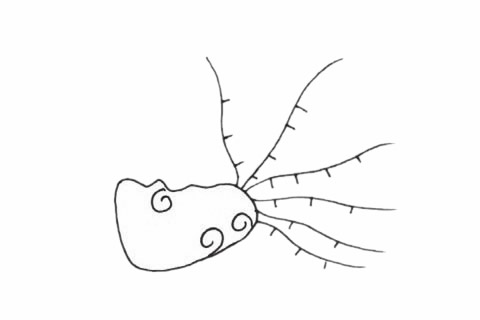 简单的海葵怎么画