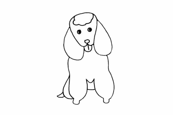 贵宾犬简笔画步骤教程