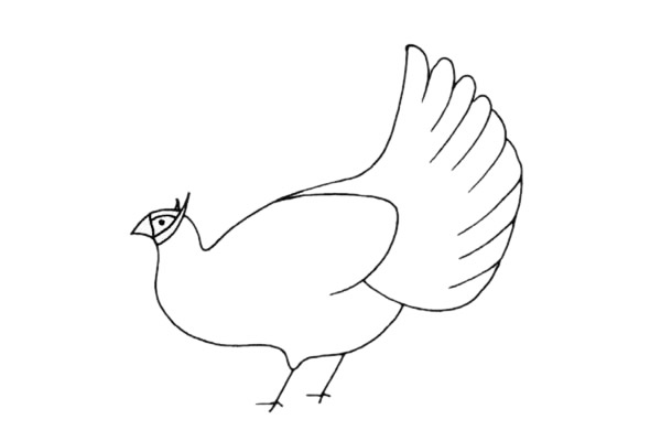 褐马鸡简笔画步骤教程