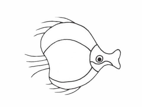 简单的接吻鱼怎么画