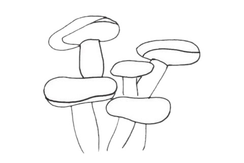 关于珊瑚的简笔画(关于珊瑚的简笔画图片大全)