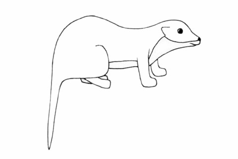 简单的水獭怎么画(水水獭该怎么画)