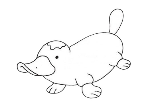鸭嘴兽简单画法(鸭嘴兽简图)