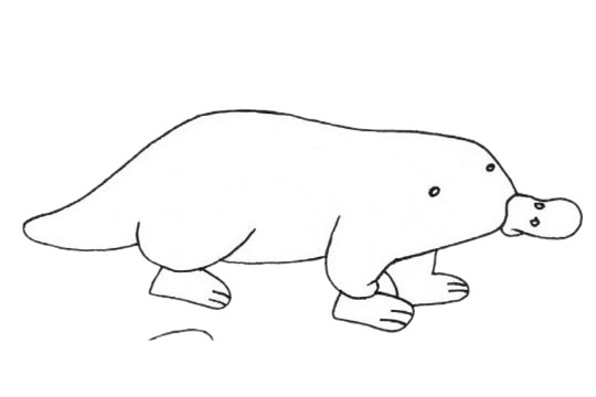 鸭嘴兽儿童简笔画(鸭嘴兽儿童简笔画图片)