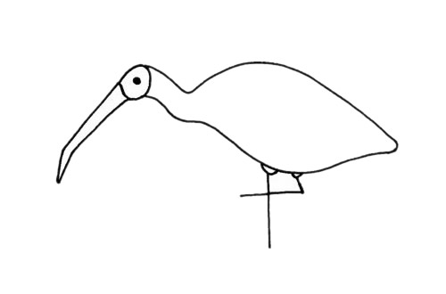 朱鹮简笔画步骤(朱鹮怎么画小学生)