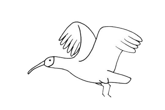 朱鹮儿童简笔画(朱鹮简笔画简单又好看)