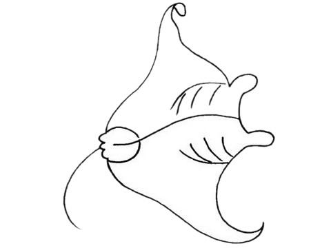 关于蝙蝠鱼的简笔画(蝙蝠简笔画超级简单)