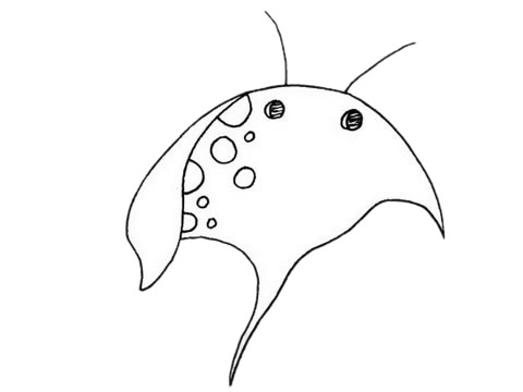 简单的蝙蝠鱼怎么画(蝙蝠鱼怎么烧起来吃)