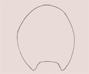 一步步教你画简单的野猪