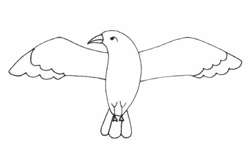 信天翁简笔画步骤(灰头信天翁简笔画)