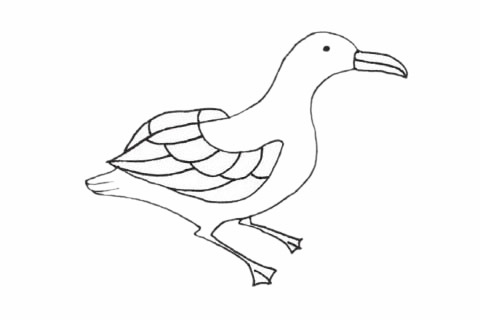 信天翁儿童简笔画(信天翁素描)