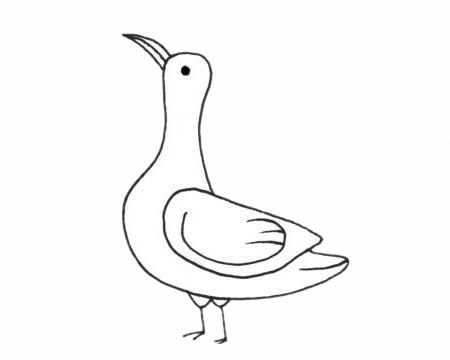 信天翁的简单画法(信天翁图片大全大图)