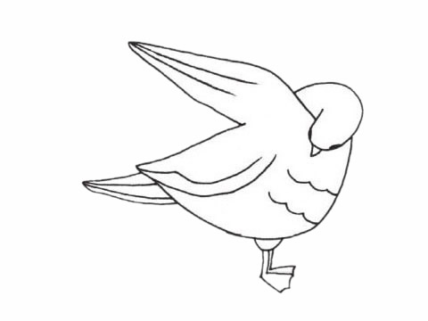 简单的信天翁儿童画(信天翁简笔画)