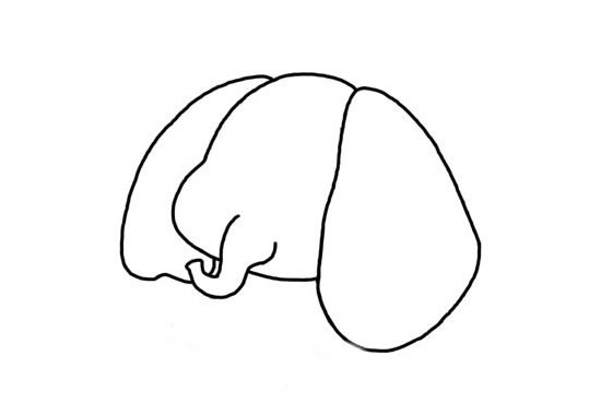 卡通的小象简笔画步骤