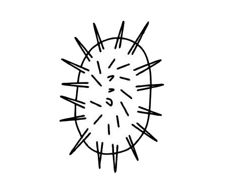 海胆的简单画法(海胆家庭最简单做法)