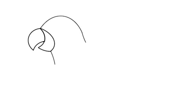 美丽的彩色鹦鹉简笔画步骤 美丽的彩色鹦鹉简笔画步骤