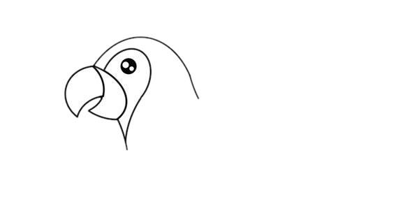 美丽的彩色鹦鹉简笔画步骤 美丽的彩色鹦鹉简笔画步骤