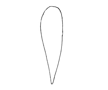 飞鱼简笔画的画法 飞鱼简笔画的画法