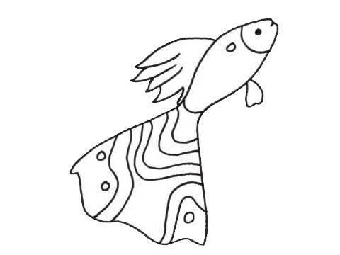 漂亮的观赏鱼简笔画