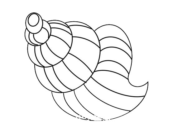 炫彩的海螺简笔画步骤