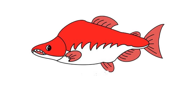 大马哈鱼简笔画画法(大马哈鱼的样子)
