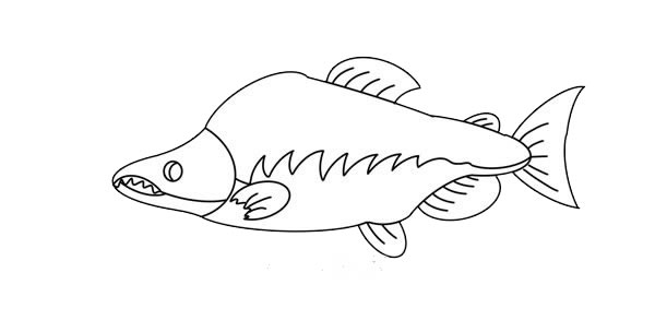 大马哈鱼简笔画画法