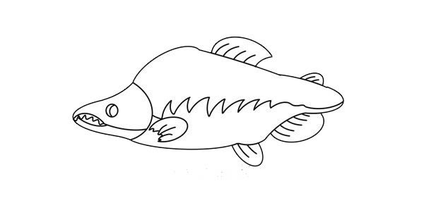 大马哈鱼简笔画画法