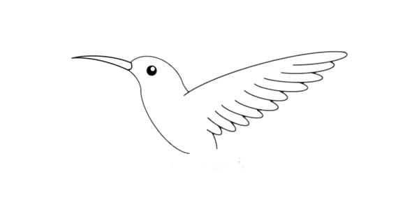 蜂鸟简笔画的详细步骤