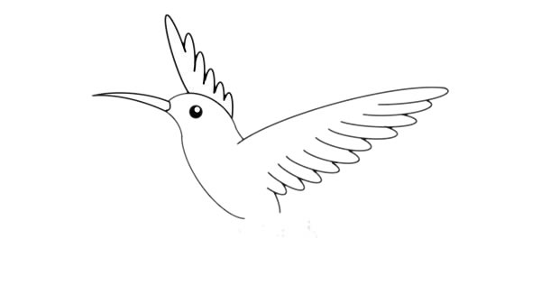 蜂鸟简笔画的详细步骤