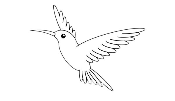 蜂鸟简笔画的详细步骤