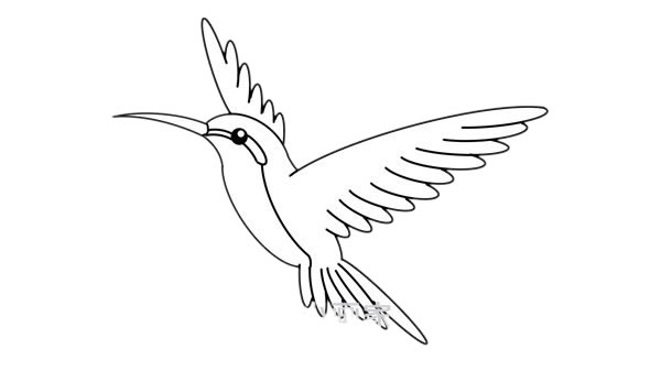 蜂鸟简笔画的详细步骤