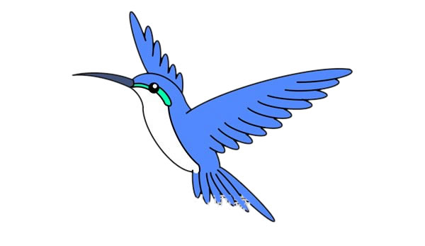 蜂鸟简笔画的详细步骤