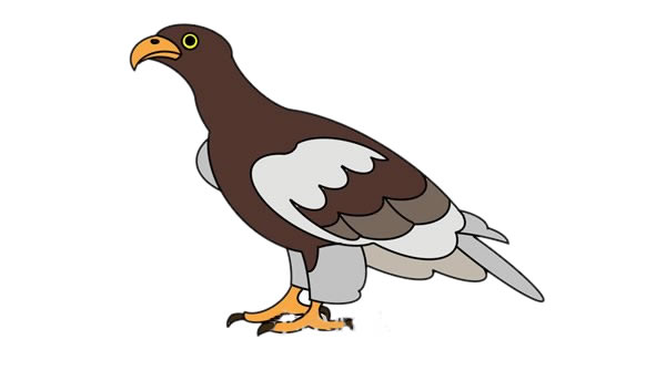 漂亮的金雕简笔画步骤