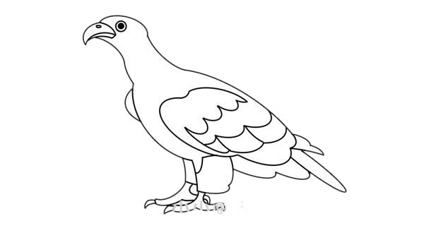 漂亮的金雕简笔画步骤