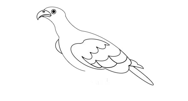 漂亮的金雕简笔画步骤