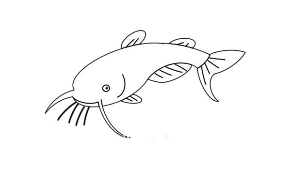 鲶鱼简笔画步骤