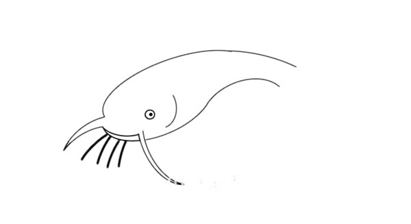 鲶鱼简笔画步骤